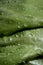 White cabbage leaf with crisp texture folds and with dew drops, green coloured, close up, front view, macro shooting