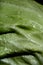 White cabbage leaf with crisp texture folds and with dew drops, green coloured, close up, front view, macro shooting