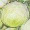 White cabbage sell in the vegetable market