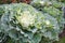 a white cabbage of a variety immature flower head of large cream