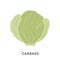 White cabbage vector illustration. Organic seasonal vegetable with leaves in flat style. Eco farm fresh food for healthy