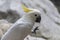 White cacadu Cacatuidae parrots