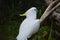 White Cacatua