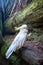 white cacatua, cackatoo on natural background in a zoo or in the wild