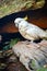 white cacatua, cackatoo on natural background in a zoo or in the wild