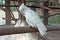 A white Cacatua sits on a tree trunk in a zoo