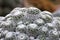 White cactus or call Mammillaria humboldtii at Cactus farm. Tropical Plant backdrop and beautiful detail