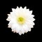 White Cactus flower isolated on black background.