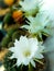 White Cactus Flowers Arranging