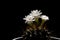 White cactus flowers, thorny and sharp On black background