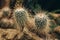 White cactus with sharp torns front view