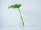 White cafe decoration minimal style. Glass bottle with palm leaf on white table