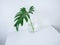 White cafe decoration minimal style. Tropical palm leaf in glass bottle white table