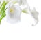 White Cala Lilies