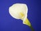 White Cala Lily on Dark Blue Background