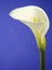 White Cala Lily on a Dark Blue Background