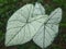 white caladium