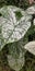 White caladium leafs