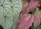 White Caladium and red Caladium