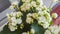 White Calandiva flowers Kalanchoe, family Crassulaceae, close up