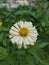  White calendula