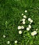 White Calendula - Meadow flowers - Ile de Puteaux, France