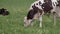 A white calf with black spots, grazing on a green field.