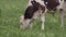 A white calf with black spots, grazing on a green field. A few other cows are lying down in the background.