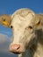 A White Calf Close Up