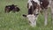 a white calf covered in black spots peacefully grazes, with several cows resting behind it. The calf\\\'s yellow