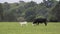 White calf frolics while dam grazes