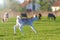 White Calf jumping on the farm