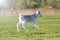 White Calf jumping on the field