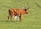 White calf nursing from texas long horned cow