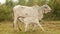 White calf sucking up milk from his mother in a field