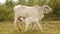 White calf sucking up milk from his mother in a field (close-up)