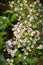 White calico aster flowers with yellow and brown eyes