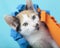 White Calico Kitten playing under blanket, tilted camera angle blue background