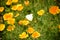 White California poppy flower