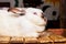 White Californian rabbit sits on a wooden platform_