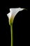 White calla