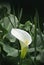 White calla flower