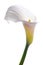 White calla flower