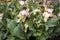 The white calla flower colored garden field cultivation