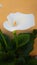 White calla flower with a green leaf background