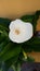 White calla flower with a green leaf background view from above