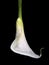 White calla flower upside down under the water with bubbles on black background