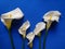 white calla flowers and blue background