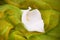 white calla on green background