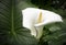 White calla and large leaf